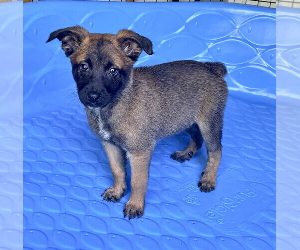 Medium Photo #2 Mutt Puppy For Sale in Imlay City, MI, USA