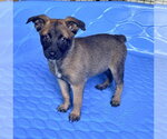 Small #1 Mutt