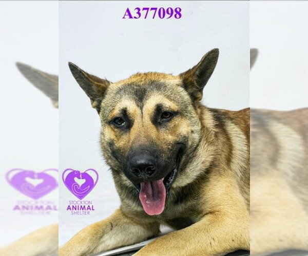 Medium Photo #2 German Shepherd Dog Puppy For Sale in Stockton, CA, USA