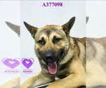 Small #1 German Shepherd Dog