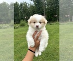 Small #1 Pomsky
