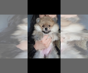 Pomeranian Puppy for sale in East York, Ontario, Canada