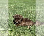 Small Photo #1 ShihPoo Puppy For Sale in CHARLESTON, WV, USA