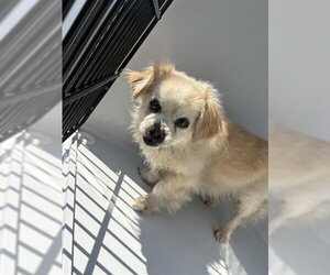 Chihuahua-Unknown Mix Dogs for adoption in Houston, TX, USA