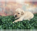 Image preview for Ad Listing. Nickname: AKC Certified