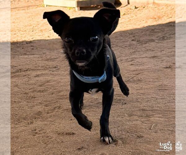 Medium Photo #2 Chihuahua-Unknown Mix Puppy For Sale in Washington, DC, USA