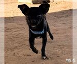 Small Photo #2 Chihuahua-Unknown Mix Puppy For Sale in Washington, DC, USA