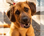 Small #12 Bloodhound Mix