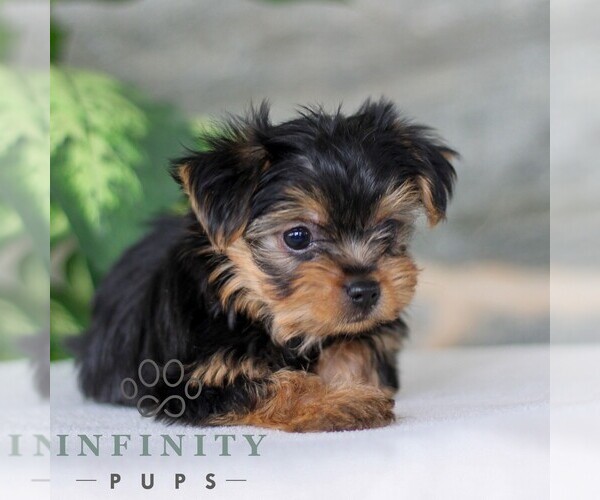 Medium Photo #4 Yorkshire Terrier Puppy For Sale in LITITZ, PA, USA