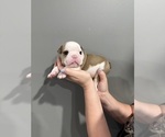 Small Photo #40 English Bulldog Puppy For Sale in EVEREST, KS, USA