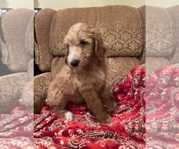 Medium Photo #4 Goldendoodle Puppy For Sale in EDMOND, OK, USA