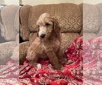 Small #3 Goldendoodle