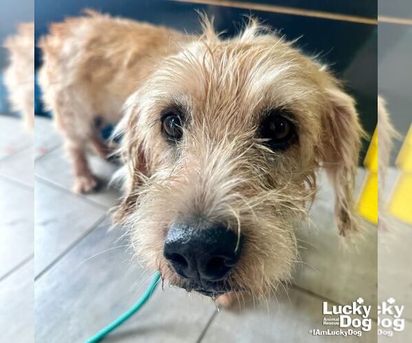 Medium Photo #2 Unknown-Wheaten Terrier Mix Puppy For Sale in Washington, DC, USA