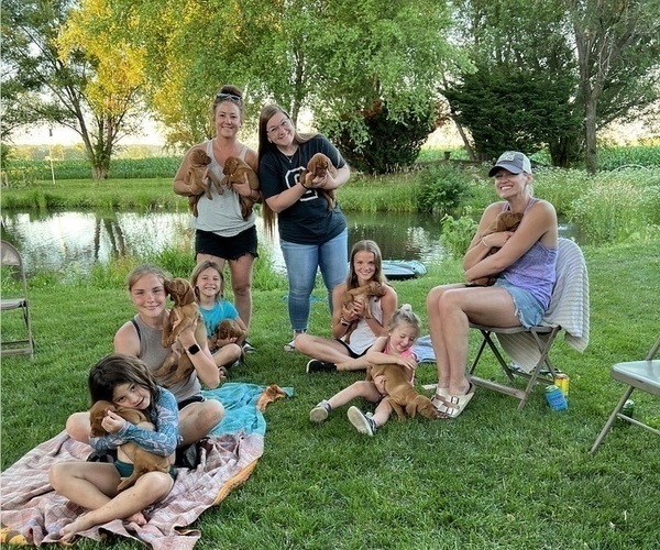 Medium Photo #8 Vizsla Puppy For Sale in OTTUMWA, IA, USA