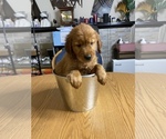 Small Photo #1 Golden Retriever Puppy For Sale in BRANDON, FL, USA