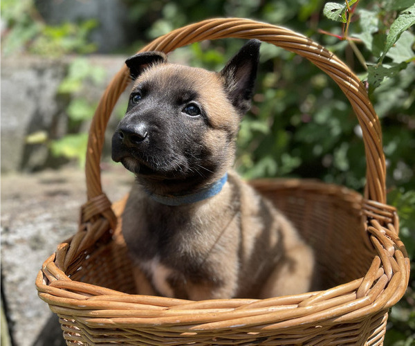Medium Photo #2 Belgian Malinois Puppy For Sale in S CHARLESTON, WV, USA