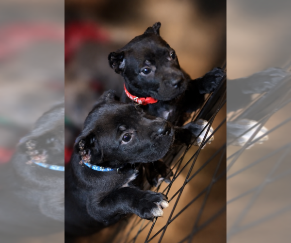 Medium Photo #2 Cane Corso Puppy For Sale in ANDERSON, IN, USA