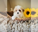 Small Photo #6 Maltipoo Puppy For Sale in CROSSVILLE, TN, USA