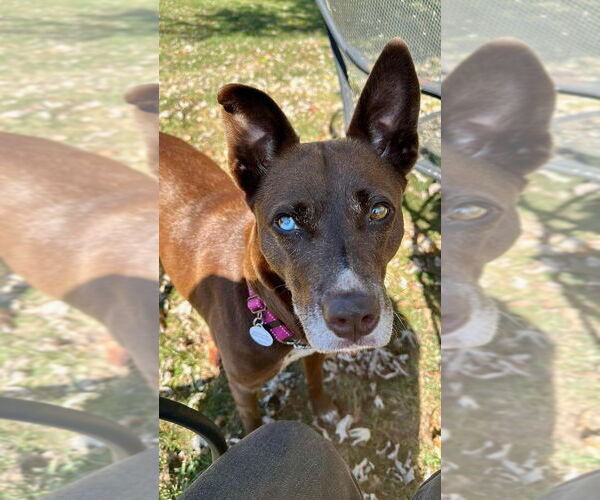 Medium Photo #7 Mutt Puppy For Sale in Candler, NC, USA