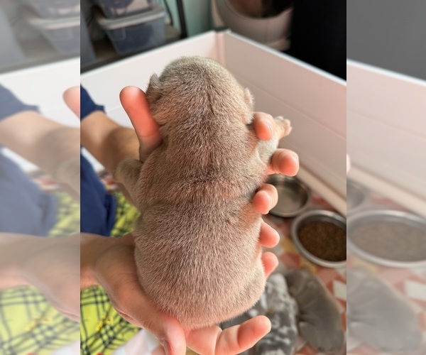 Medium Photo #12 English Bulldog Puppy For Sale in OZARK, AL, USA