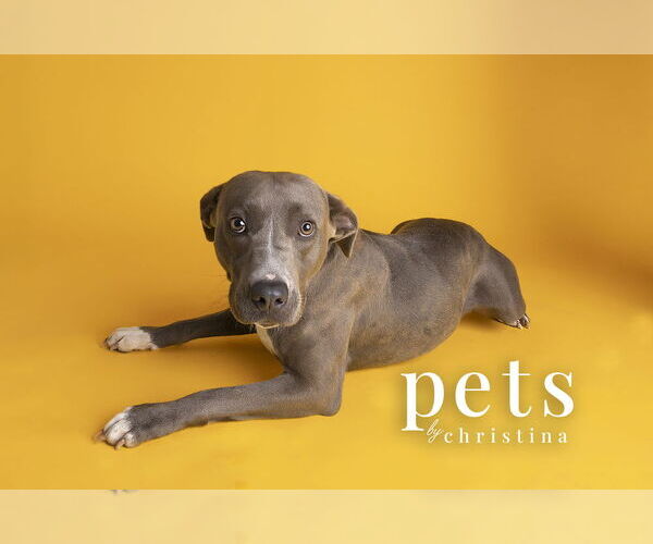 Medium Photo #11 Unknown-Weimaraner Mix Puppy For Sale in Foristell, MO, USA