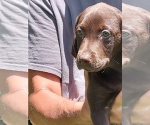 Labrador Retriever Puppy for sale in ELKO, GA, USA