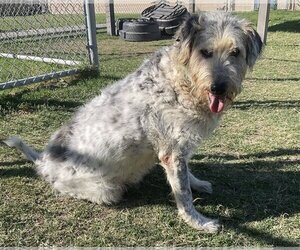 Bearded Collie Dogs for adoption in Beatrice, NE, USA