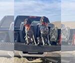 Small German Shorthaired Pointer