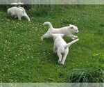 Small Photo #10 English Cream Golden Retriever Puppy For Sale in BELLWOOD, PA, USA