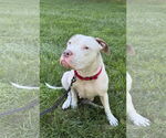 Small #2 American Staffordshire Terrier-Boxer Mix