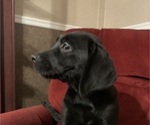 Small Photo #3 Labrador Retriever Puppy For Sale in SPOTSYLVANIA, VA, USA