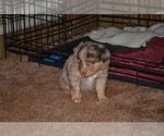 Small Photo #2 Miniature Australian Shepherd Puppy For Sale in BAILEYTON, AL, USA