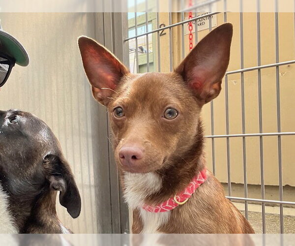 Medium Photo #1 Chihuahua-Unknown Mix Puppy For Sale in Santa Cruz, CA, USA