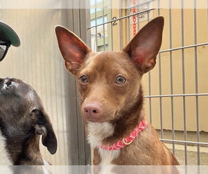 Chihuahua-Unknown Mix Dogs for adoption in Santa Cruz, CA, USA