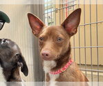 Small Chihuahua Mix