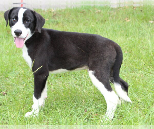 Medium Photo #4 Labrador Retriever-Unknown Mix Puppy For Sale in Prattville, AL, USA