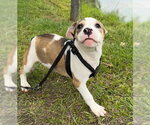 Small #3 Bulldog Mix
