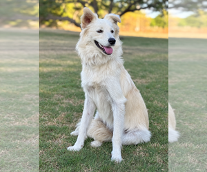 Skye - Female Border Collie-pomeranian spitz Mix Dog for Adoption - Photo #3