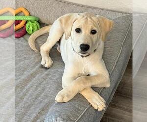 Medium Labrador Retriever Mix