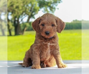 Goldendoodle-Poodle (Miniature) Mix Puppy for sale in MYERSTOWN, PA, USA