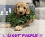 Puppy Light Purple Labradoodle