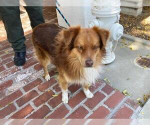 Australian Shepherd Dogs for adoption in Santa Barbara, CA, USA