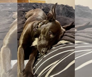 Darla - Female Labrador Retriever-Unknown Mix Dog for Adoption - Photo #4