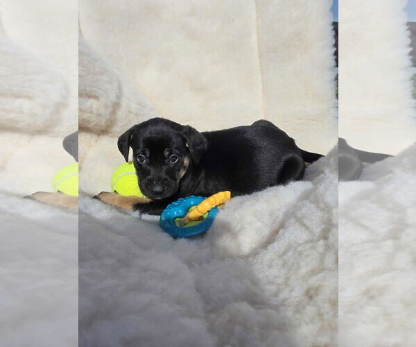 Medium Photo #1 Boxador Puppy For Sale in SHERBURNE, NY, USA
