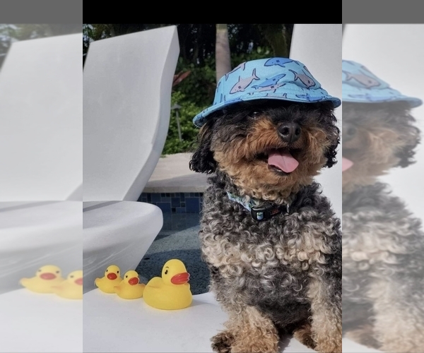 Medium Photo #7 Poodle (Toy) Puppy For Sale in STILLWATER, MN, USA