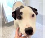 Small #1 American Pit Bull Terrier Mix