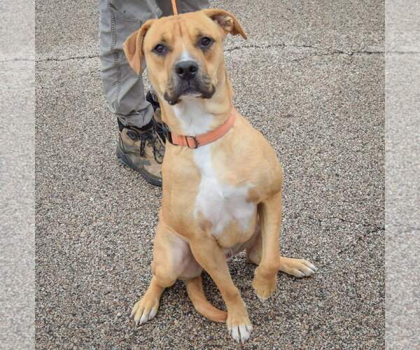 Medium Photo #3 Anatolian Shepherd-Boxer Mix Puppy For Sale in Huntley, IL, USA