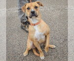 Small Photo #3 Anatolian Shepherd-Boxer Mix Puppy For Sale in Huntley, IL, USA