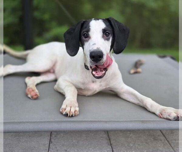Medium Photo #1 Pointer-Unknown Mix Puppy For Sale in Sanford, FL, USA