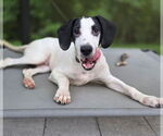 Small Pointer Mix